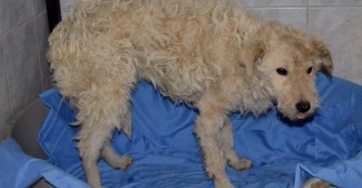 CsipkeJ&oacute;zsika durfte die Tierklinik verlassen!