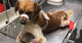 Wir k&auml;mpfen um das Leben von Csutka