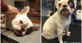 Auf 3 Beine gel&auml;hmt, in der T&ouml;tung Miskolc abgegeben...