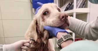 Deer kam v&ouml;llig verwahrlost und krank zu uns