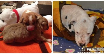 H&uuml;ndin Dolce und ihre Babies in Not