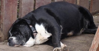Dug&oacute; ist tot