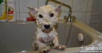 Elektra leidet an Demodex