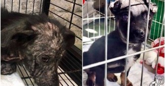 Zwei sehr kranke Welpen 