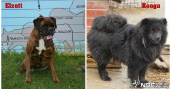 Elzett und Konga sind nach Deutschland gezogen!