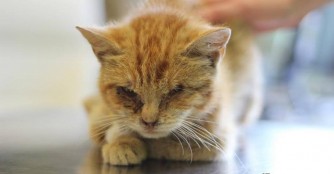 Wir k&auml;mpfen um Eperke!