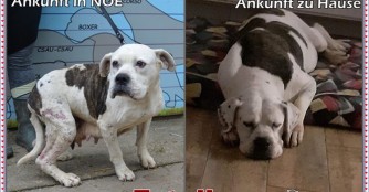 Happy End f&uuml;r Hundeomi Estelle