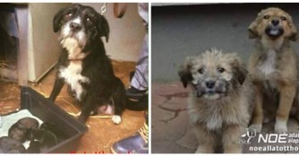 2 Hundefamilien zu Weihnachten!