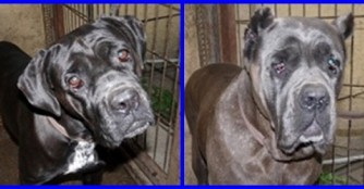 Zwei Sch&ouml;nheiten der Cane Corso Rassenrettung warten auf Hilfe