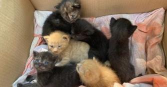 6 Katzenbabys wurden auf dem Friedhof gefunden