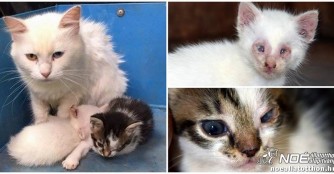 Ausgesetzte Katzenfamilie nun in Sicherheit