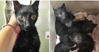 Und noch eine Katzenfamilie...