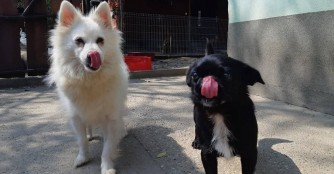 Felhő und Bullet warten auf ihre Menschen