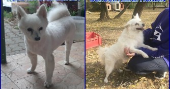 Zwei Spitze auf der Suche nach ihren Menschen