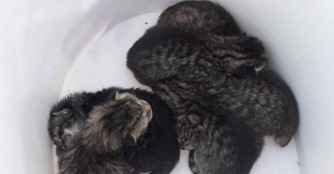 6 kleine Waisenk&auml;tzchen in einem Eimer ausgesetzt :(