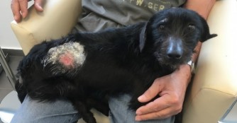 Forte lag eine Woche verletzt im Graben...