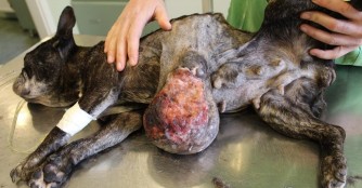 Francisa's OP war komplizierter als erwartet