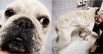 Bulldogge Nr. 101/2018: F&uuml;ge