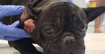 F&uuml;lem&uuml;le hat eine gro&szlig; Wucherung am Ohr