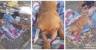 F&uuml;llencs, entsorgt auf der M&uuml;llhalde :(