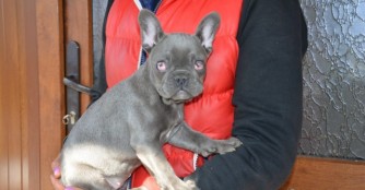 F&uuml;rk&eacute;sz, der blinde Bullywelpe