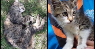 Schrecklicher Fund im Tierheim :(