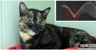 Katze Gemma wurde vom Auto angefahren