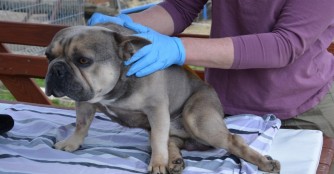 Gerenda hat die Wirbels&auml;ulenoperation gut &uuml;berstanden