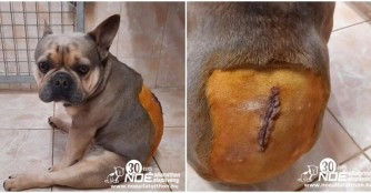 Gerenda wurde an der Wirbels&auml;ule notoperiert