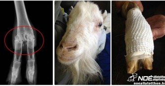 Vom Ziegenbock, der sich ein Bein brach 