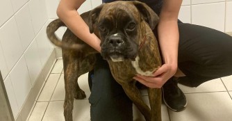 Gigi wird auf ihren n&auml;chsten grossen Eingriff vorbereitet