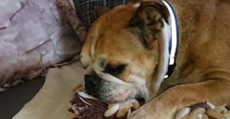 Grammi's erster Tag im Gl&uuml;ck!