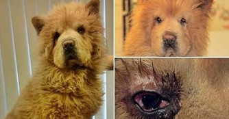 Grape bekommt ein Facelifting