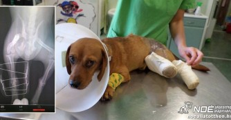 Gy&aacute;rf&aacute;s News