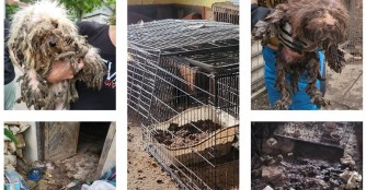 Aufdeckung und Aufl&ouml;sung der Vermehrerstation in Gy&ouml;ngy&ouml;s!