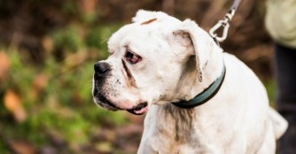 Hacsek w&uuml;nscht sich vom Christkind eine Familie!!!