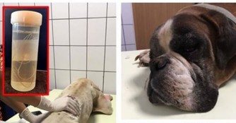 Weitere 3 Herzwurmpatienten in Behandlung!