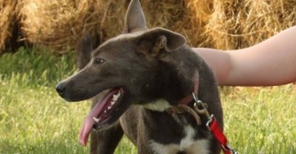 Hamvaska in der Hundeschule