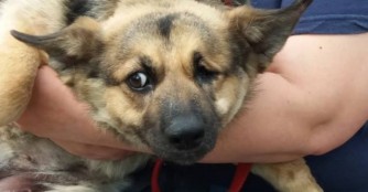 Hanga wurde das Herz gebrochen