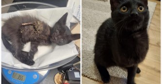 Happy-End f&uuml;r dreibeinigen Kater Fricska