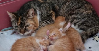 Ostern feiern wir mit bunten K&auml;tzchen