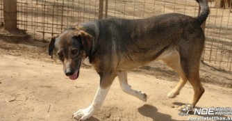 H&oacute;cipő wartet seit fast 6 Jahren auf ihre Menschen!