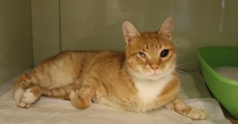 Huba und seine 7 Leben