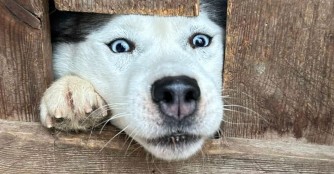 Rettungsaktion in Nemesvid