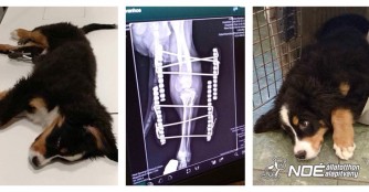 Klein Ivanhoe und sein Fixateur