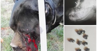 Kabala wurde ins Gesicht geschossen! :(