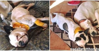 Ein Weihnachtswunder f&uuml;r Kal&oacute;z!