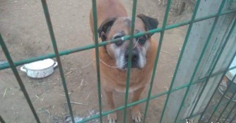 Kamu w&uuml;nscht sich eine warme Hundeh&uuml;tte