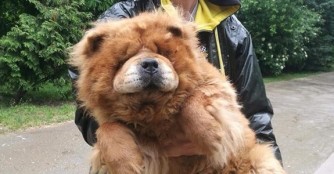 Wir bangen um den neuen Chow, Karcos