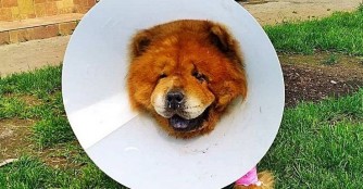 Es gilt weiterhin Daumen dr&uuml;cken f&uuml;r Karcos!